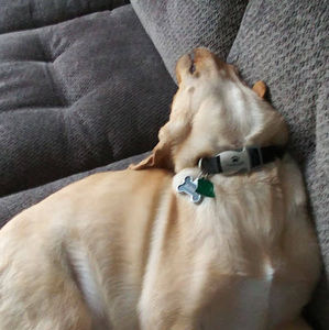 Meet your Posher, Dylan